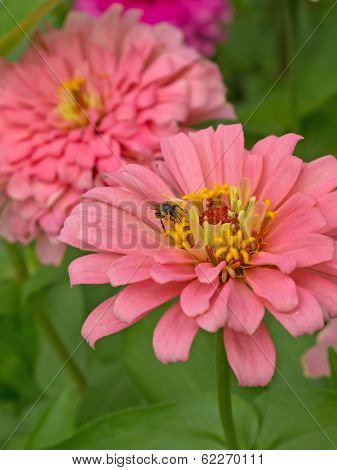 Bee And Pink Flower