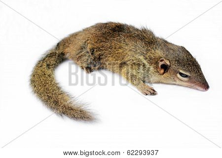 Tree Shrew