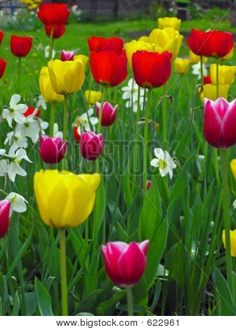 Bunt und frühlingshaft