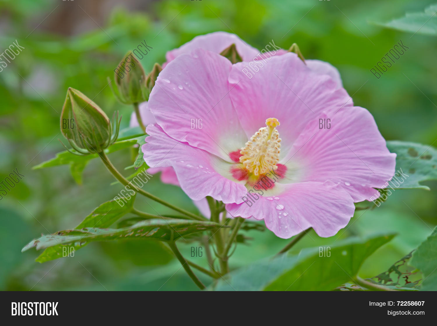 Image Preview