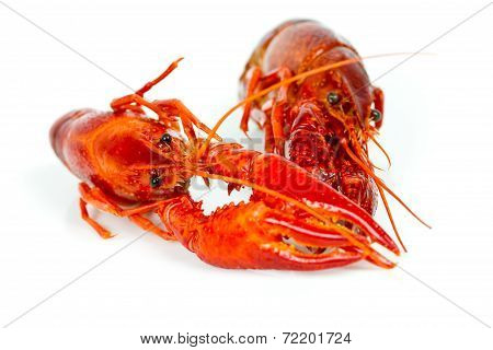 crayfish