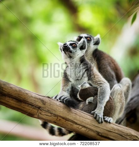 Baby Lemur