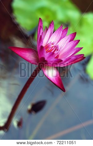 Lotus Flower Is A Flower In The Natural