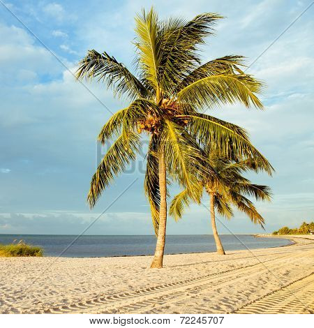 Coconut tree