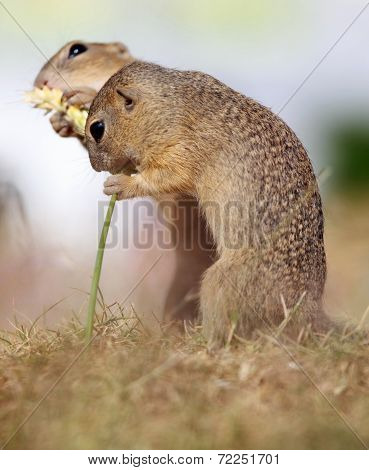 European Ground Squirrel, Lat. Spermophilus Citellus