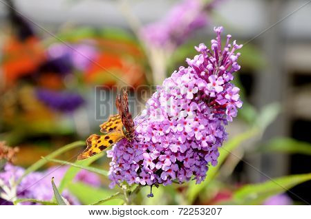 Butterfly on buddleja flower.