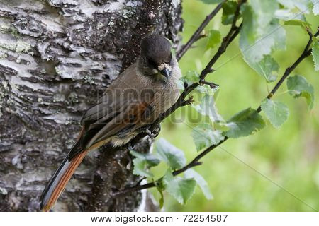 siberian jay