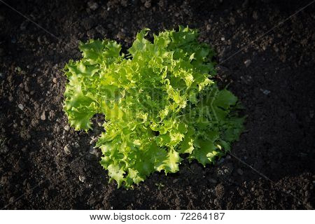 Garden Lettuce