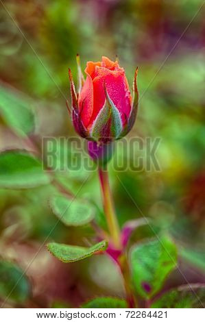 Spring Rose