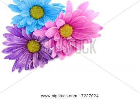 Margaritas colores sobre fondo clave alta