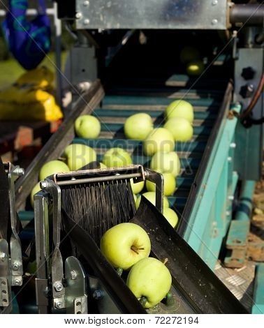Apple Harvest
