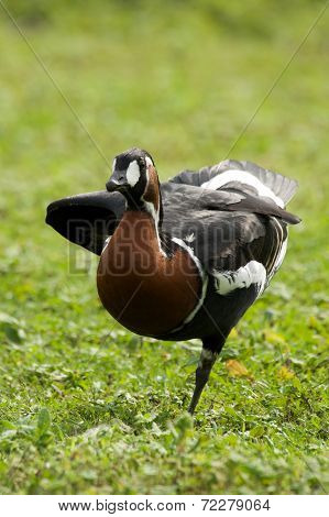 Red-breasted Goose On One Leg In Field