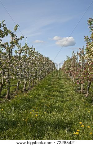 Rows Of Apple Trees In Bloom