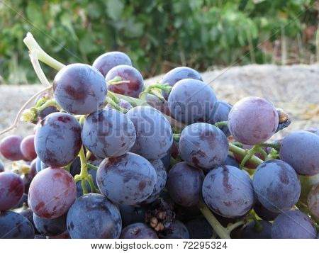Grapes