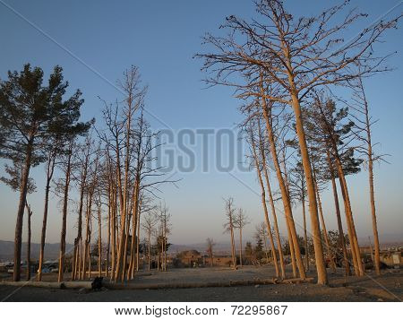 tree