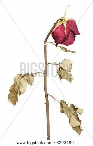 Dried Red Roses