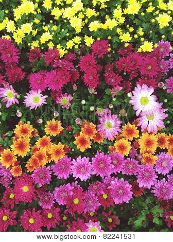 Colorful bunch of flowers background