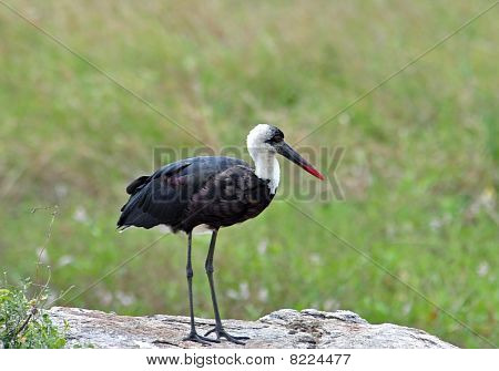 Vlněný hrdlem čáp