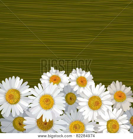Green Striped Background With Many Flowers Of Camomile