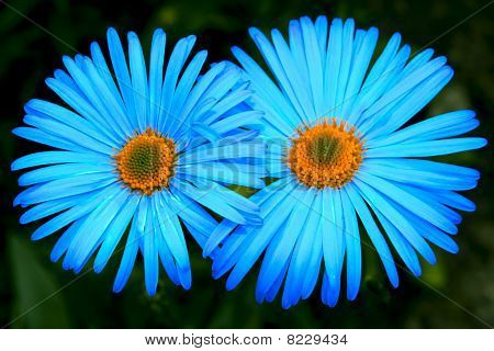 Twee bloemen