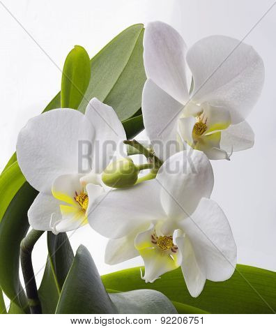 Orchids