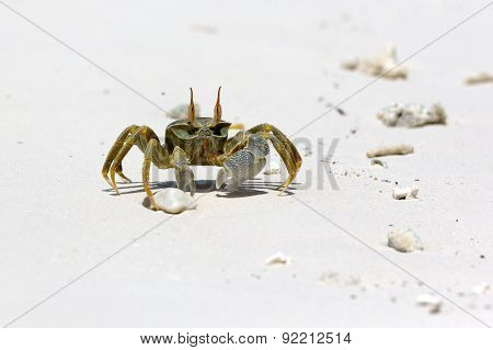 Ghost Crab (ocypode Quadrata)