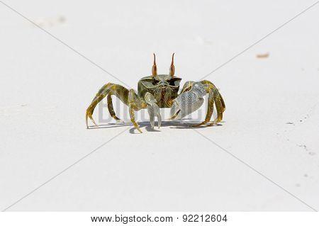 Ghost Crab (ocypode Quadrata)