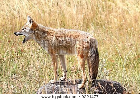 Western Coyote Ululante