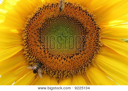 Subflower