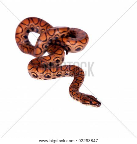 The rainbow boa or slender boa on white