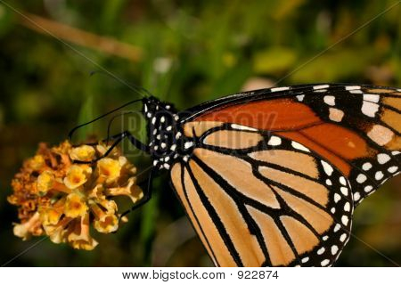 Monarch Butterfly 7K