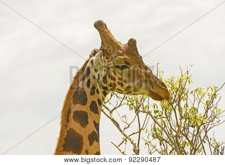 Head Of A Rothchild's Giraffe In The Veldt