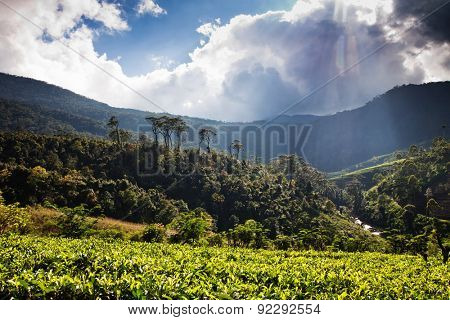 Tea plantation landscape in Sri Lanka