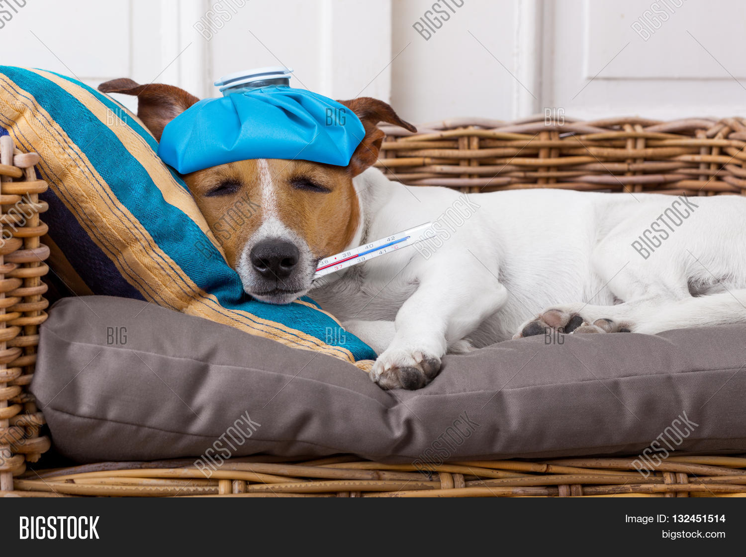 Sick Ill Dog Fever Image & Photo (Free Trial) Bigstock