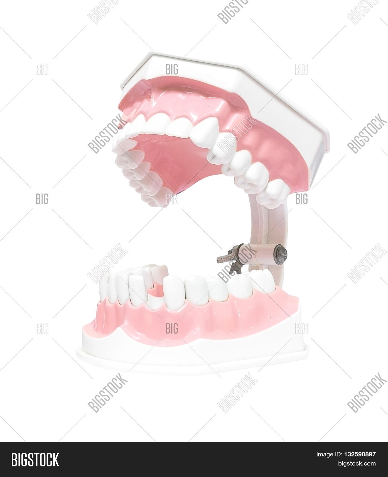 Tooth Model Open Dental Model Teeth Image & Photo (Free Trial) | Bigstock