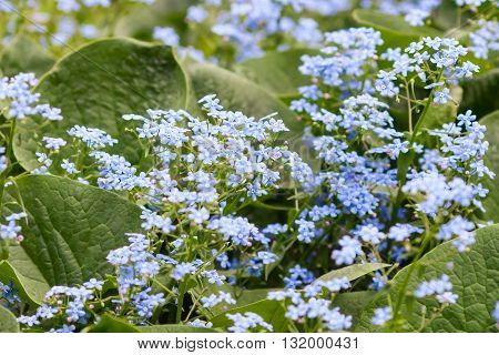 Fresh beautiful blue forget-me-not flowers myosotis background
