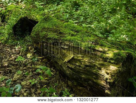 dense and lush forest moss growing on a tree in summer