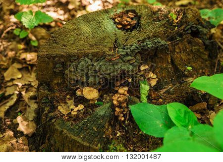 a variety of wild mushrooms growing in the open air on the old stump