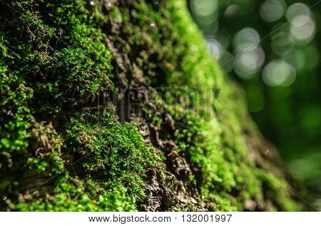dense and lush forest moss growing on a tree in summer