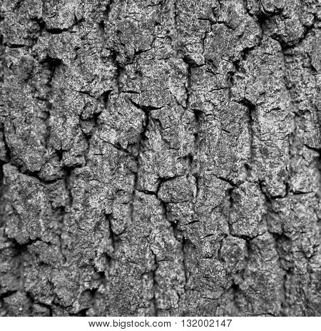 kind of tree bark growing in a dense forest