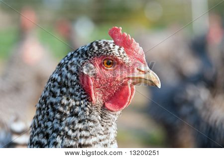 กีดขวางไก่ร็อค