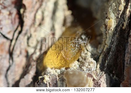 The Yellow Drop Of Resin On A Tree