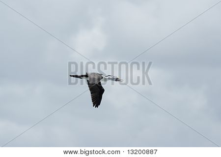 호주 얼룩 덜 룩 한 마우 (phalacrocorax Varius)