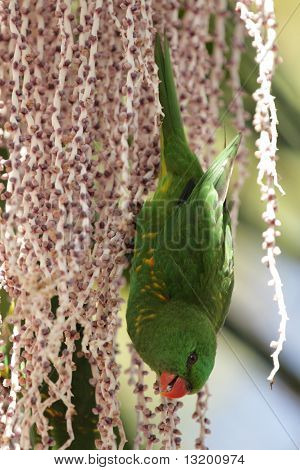 Catita-breasted loro (trichoglossus Chlorolepidotus)