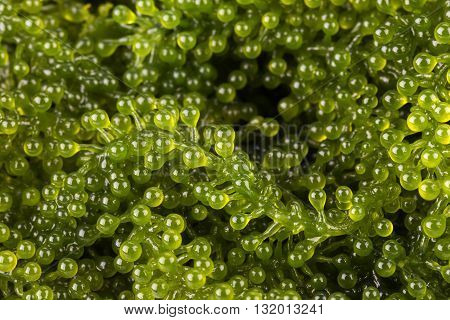 Healthy Sea Food. Oval Sea Grapes Seaweed