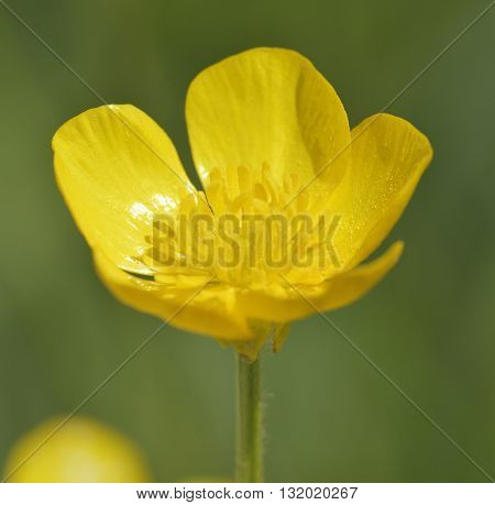 Bulbous Buttercup - Ranunculus bulbosus Common Meadow Flower