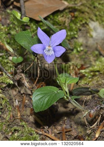 Common Dog-violet - Viola riviniana Flower and Leaves
