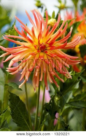 Nagy szép Dahlia
