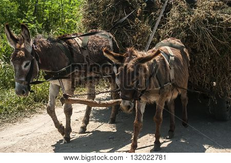 Donkeys pulling a cart loaded with hay