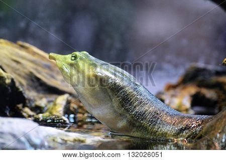 A soft shell turtle surfacing in the water
